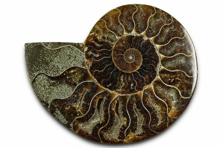 Cut & Polished Ammonite Fossil (Half) - Madagascar #377623